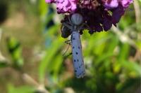 Myelois circumvoluta