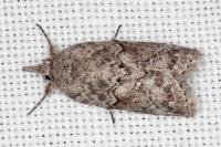 Nycteola columbana