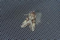 Lacanobia w-latinum