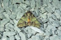 Polyphaenis sericata