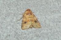 Atypha pulmonaris