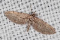 Eupithecia rosmarinata