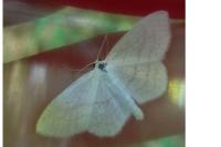Scopula subpunctaria