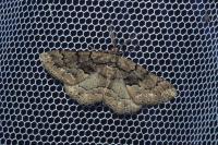 Peribatodes ilicaria ilicaria