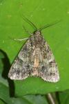 Polyphaenis sericata