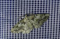 Cleorodes lichenaria