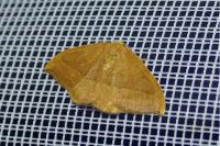 Watsonalla cultraria