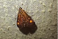 Pyrausta aurata