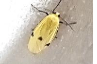 Lithosia quadra