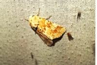 Eremobia ochroleuca
