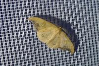Sabra harpagula