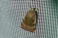 Noctua janthe/janthina