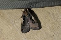 Xestia c-nigrum