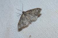 Tephronia sepiaria