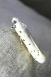 Myelois circumvoluta