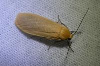 Wittia sororcula