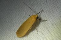 Wittia sororcula