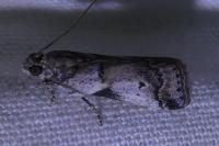 Acrobasis glaucella/fallouella
