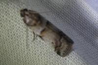 Acrobasis glaucella/fallouella