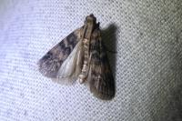 Euzophera pinguis