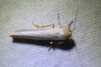 Eilema caniola