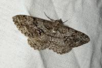 Peribatodes secundaria secundaria