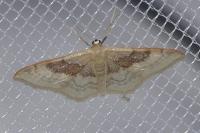 Idaea degeneraria