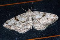 Peribatodes rhomboidaria rhomboidaria