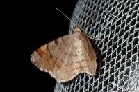 Macaria liturata