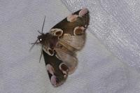 Thyatira batis