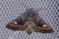 Euplexia lucipara
