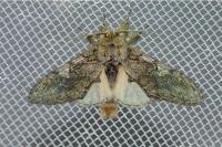 Peridea anceps