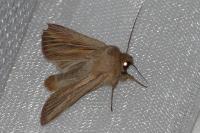 Leucania comma