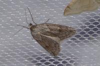 Pachycnemia hippocastanaria hippocastanaria