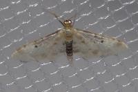 Idaea filicata