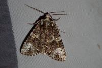 Craniophora ligustri