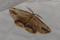 Menophra abruptaria