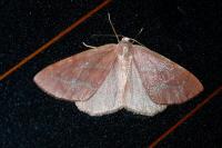 Hylaea fasciaria