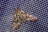 Lacanobia w-latinum