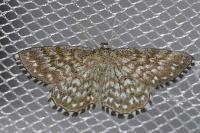 Scopula tessellaria