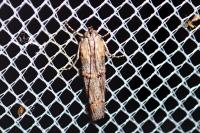 Pempelia palumbella