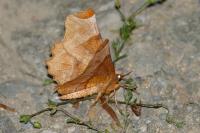 Selenia lunularia