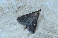 Dolicharthria punctalis