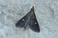 Dolicharthria punctalis