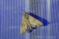 Apamea lithoxylaea