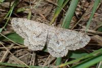 Hypomecis punctinalis