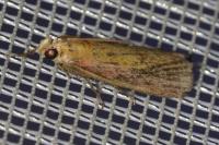 Oncocera semirubella