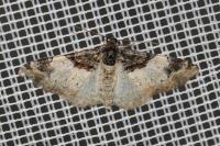 Catarhoe cuculata