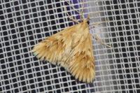 Cynaeda dentalis