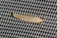 Eilema caniola